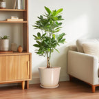 Ceramic Planter - Image 4