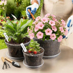 12 Pack 10/8/6 Inch Clear Nursery Pots - Image 5