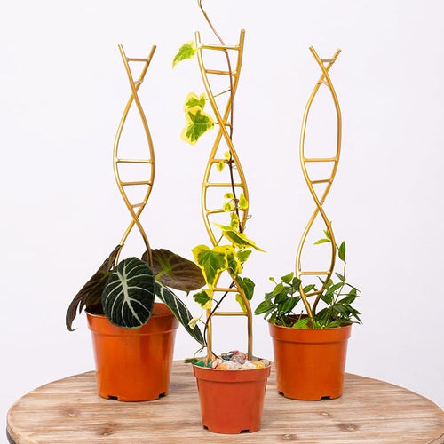 3PCS DNA Plant Trellis Indoor and Outdoor by Yohsnor