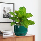 G EPGardening Ceramic Planter for Indoor Plants - Image 5