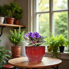 African Violet Pots Self Watering Round Ceramic Violet Pot - Image 8