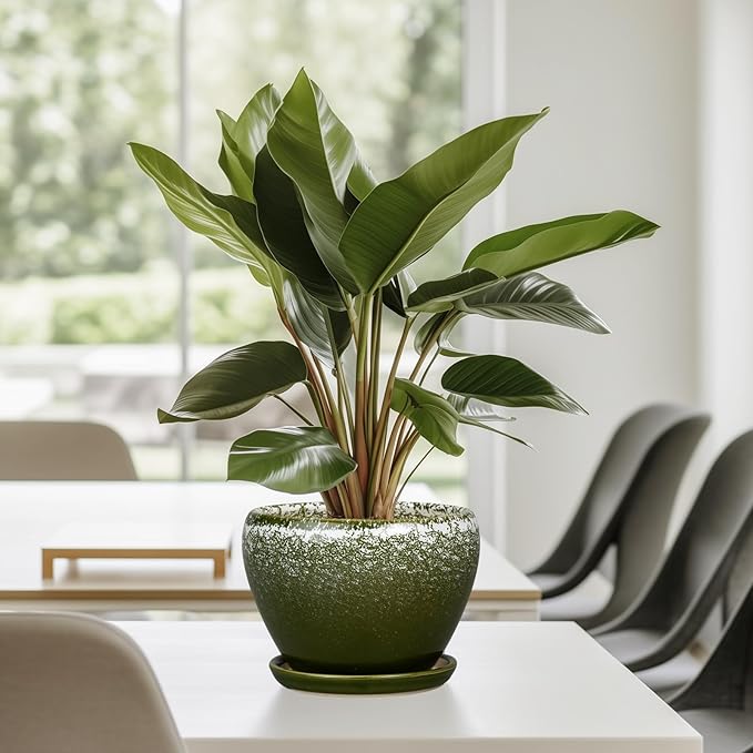 6 Inch Plant Pot - Image 8