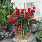 Natural Bamboo Trellis, Fan-Shaped Plant Support Trellis - Image 3