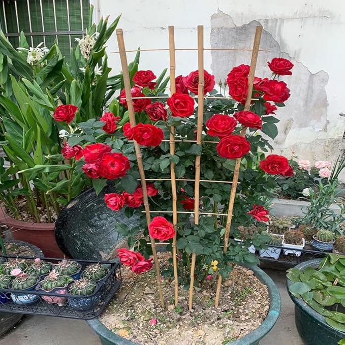 Natural Bamboo Trellis, Fan-Shaped Plant Support Trellis - Image 3