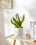 vancasso 6 Inch Ceramic Plant Pots, Planters - Image 7