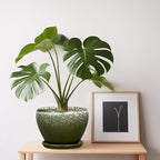 6 Inch Plant Pot - Image 5
