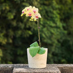 Ekirlin 7 Inch Natural Travertine Textures Plant Pot, Resin Outdoor Planter - Image 5