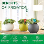 Plant Watering Globes Set of 8 - Image 4