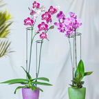 Mwellewm 6 Sets Plant Stakes 12/25/36 Inch Adjustable Plant Support Stakes Tall - Image 3