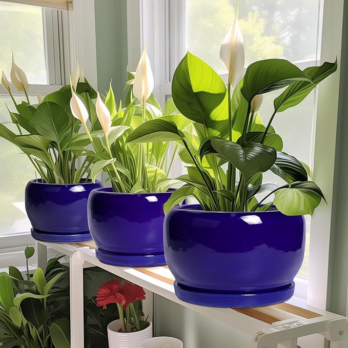 SQOWL Ceramic Planters for Indoor Plants - Image 5