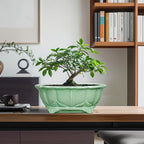 Bonsai Pots 11 Inch - Image 8