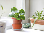D'vine Dev 4 Inch Design Self Watering Pot - Image 2