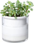 Phoenix Vine 4 Inch Self Watering Planter Pot, Design White Terracotta Pots by Phoenix+Vine