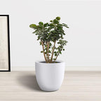 Kante 14 Inch Dia Round Concrete Planter, Indoor Outdoor Large Plant Pot - Image 9