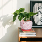 SQOWL 6 Inch Plant Pot - Image 6