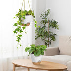 ZMTECH 8 Inch Hanging Planters for Indoor Outdoor Plants, 2 Pack Self Watering - Image 5