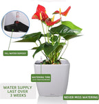 Dexceder 15x14 Self Watering Planter - Image 5