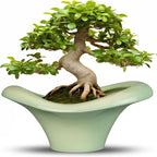 Ceramic Bonsai Pots by Teagas
