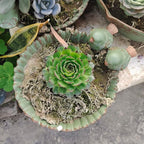 NWFashion Special Design Fun Garden 6INCH Flower Planter Succulent Pot Indoor - Image 6