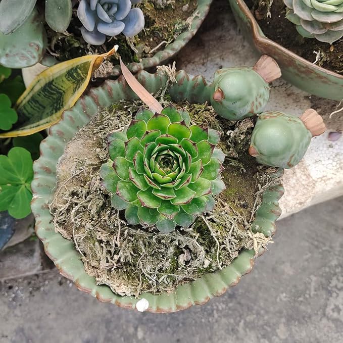 NWFashion Special Design Fun Garden 6INCH Flower Planter Succulent Pot Indoor - Image 6