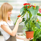 10 Pack Stackable Monstera Plant Support, Garden Stakes - Image 7