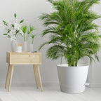 12 inch Large Self Watering Pots - Image 7