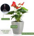 Dexceder 13x12 Self Watering Planter - Image 5