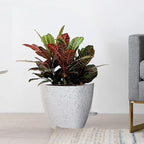 Large Self Watering Pots, 12/10/9 Plastic Planters - Image 7