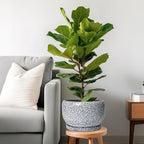 SQOWL Ceramic Planters - Image 2
