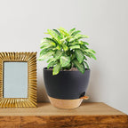 10 inch Self Watering Pots, 2 Pack Plastic Planters - Image 7