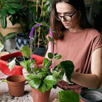 3 Pack Colorful Acrylic Plant Trellis - Image 5