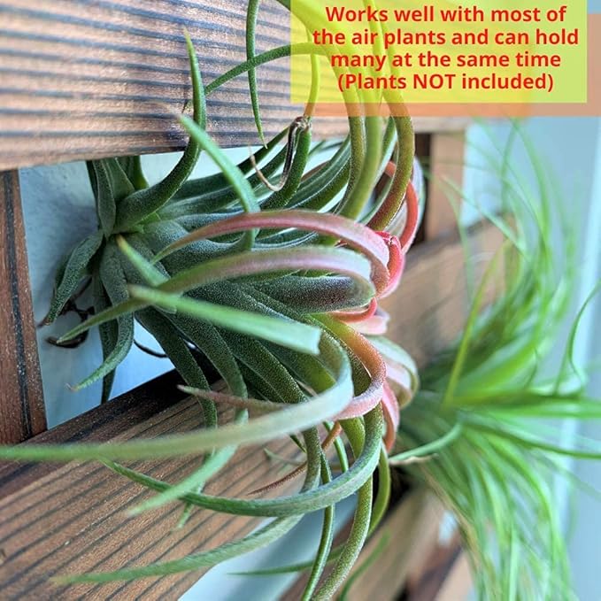 ShopLaLa Wall Planter - Image 3