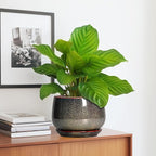 G EPGardening 7 Inch Ceramic Pots - Image 5