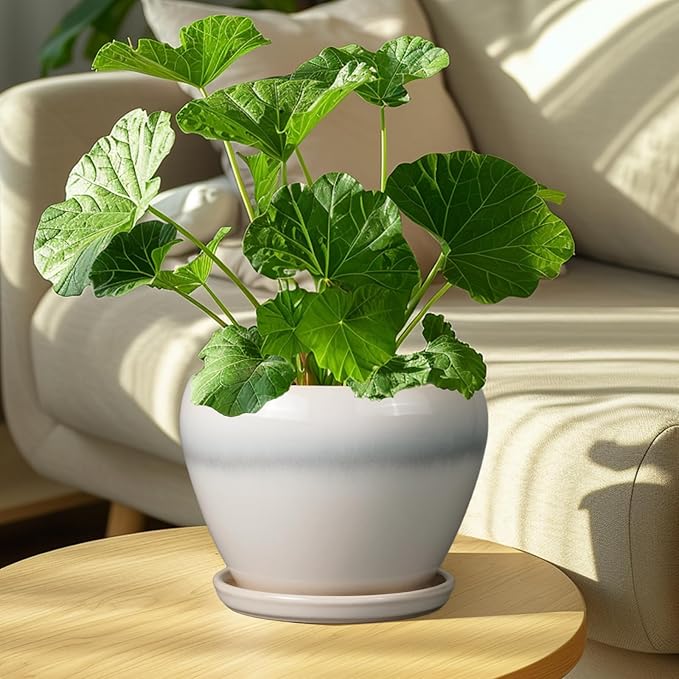 Ceramic Planter - Image 4
