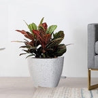 10/9/8 inch Self Watering Pots - Image 8