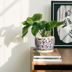 SQOWL Ceramic Flower Pots - Image 6