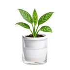 D'vine Dev 4 Inch Design Self Watering Planter by DvineDevPlanterPotsandStand