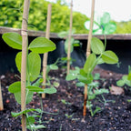 50PCS Plant Stakes, Natural Bamboo Stakes, Garden Stakes - Image 6