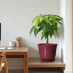 Ceramic Plant Pots - Image 6