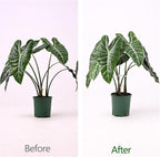 5PCS Monstera Plant Support Hook White 4.1 * 4.1 Inch – Set of 5 Durable Metal - Image 3