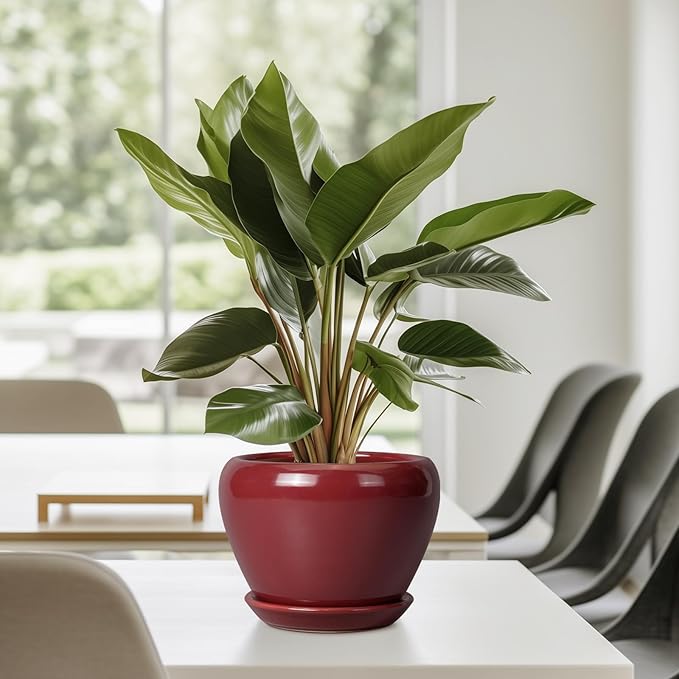 Ceramic Pot for Plants - Image 5