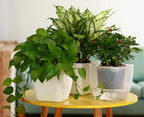 6-Pack 7 Inches Clear Self Watering Planters - Image 6