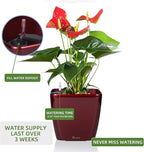 Dexceder 9x8 Self Watering Planter Indoor Outdoor, Inner Mat Design, Thickened - Image 5