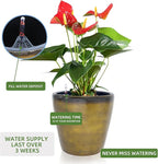 Dexceder 13x12 Self Watering Planter - Image 5