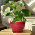 Ceramic Planter for Indoor Plants 8 Inch - Image 7