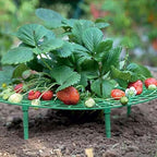 Iceyyyy 5 Pack Strawberry Plant Support by Iceyyyy