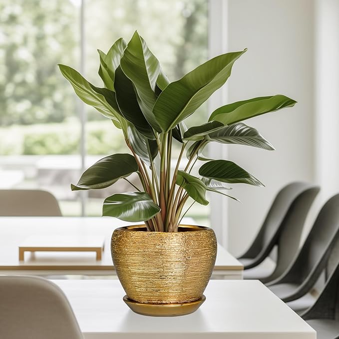Indoor Plant Pot 6 Inch - Image 8
