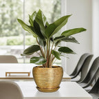 Indoor Plant Pot 6 Inch - Image 8