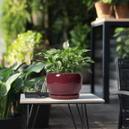SQOWL Ceramic Planter - Image 5