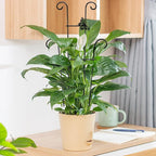 23in Plant Trellis Indoor, Trellis - Image 8